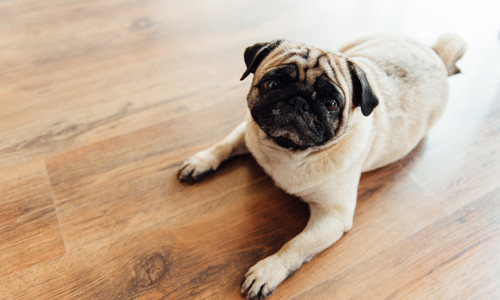 Pug on timber flooring