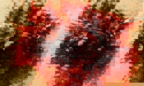 Featured Image